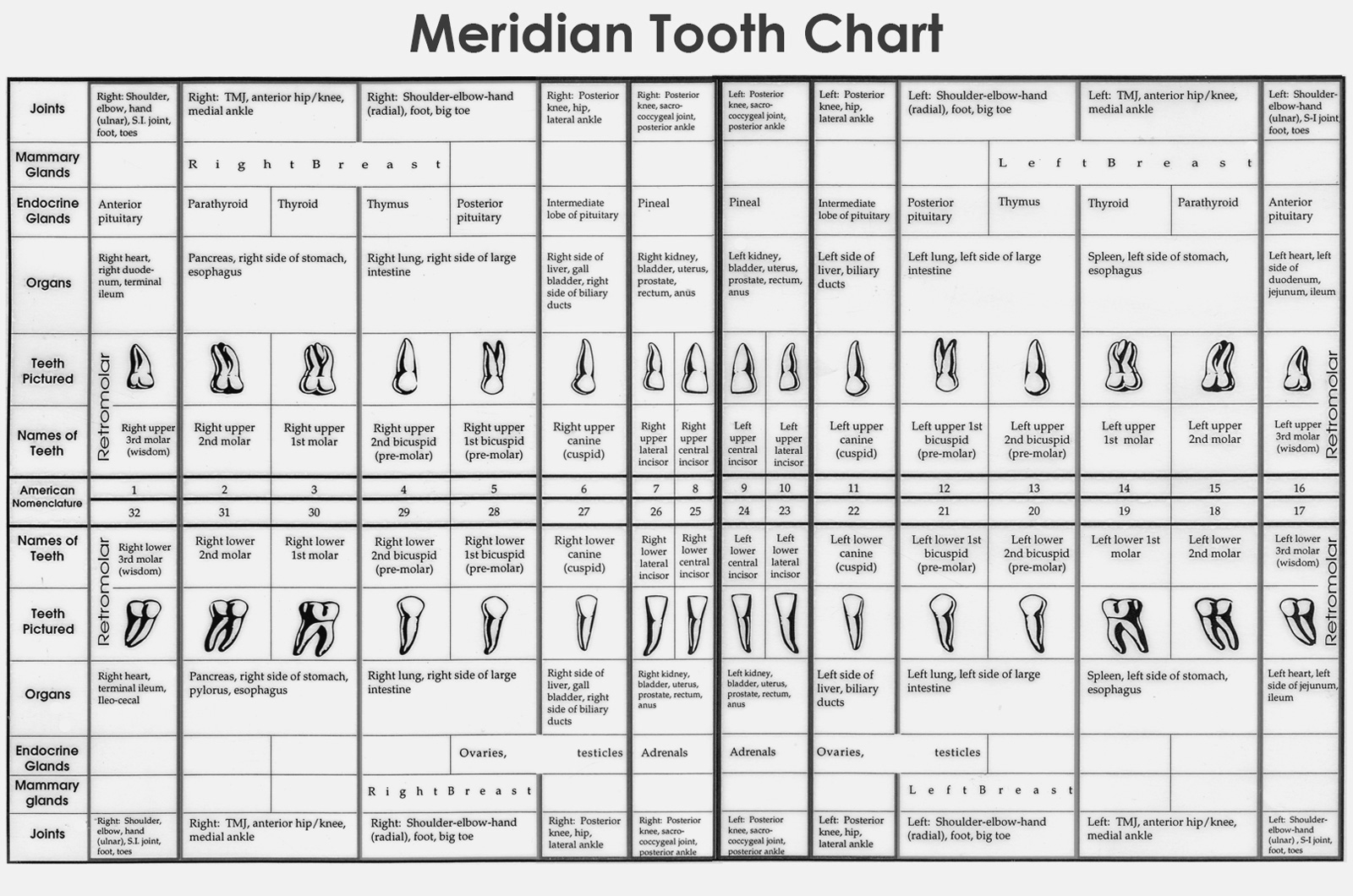 Printable Tooth Meridian Chart