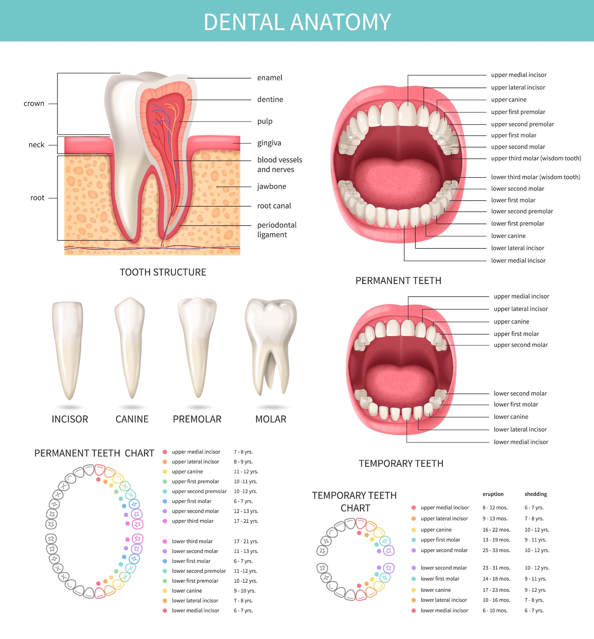 Printable Tooth Meridian Chart