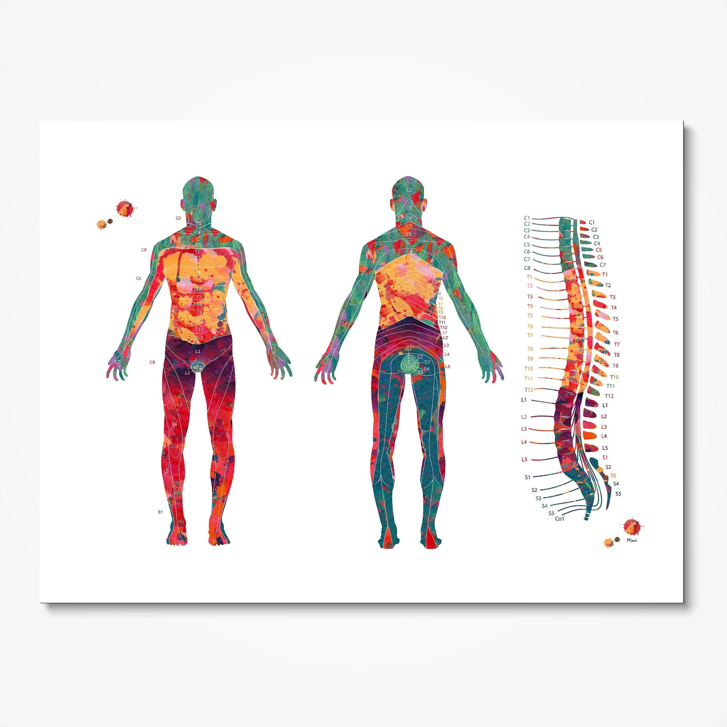 Printable Dermatome Chart