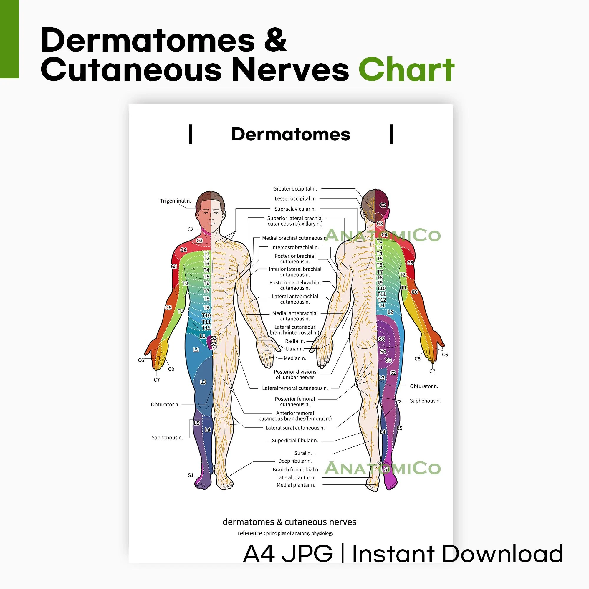 Dermatomes U0026 Cutaneous Nerves Chart A4 JPG Printable Anatomy Poster For Medical Study And Teaching Etsy Canada