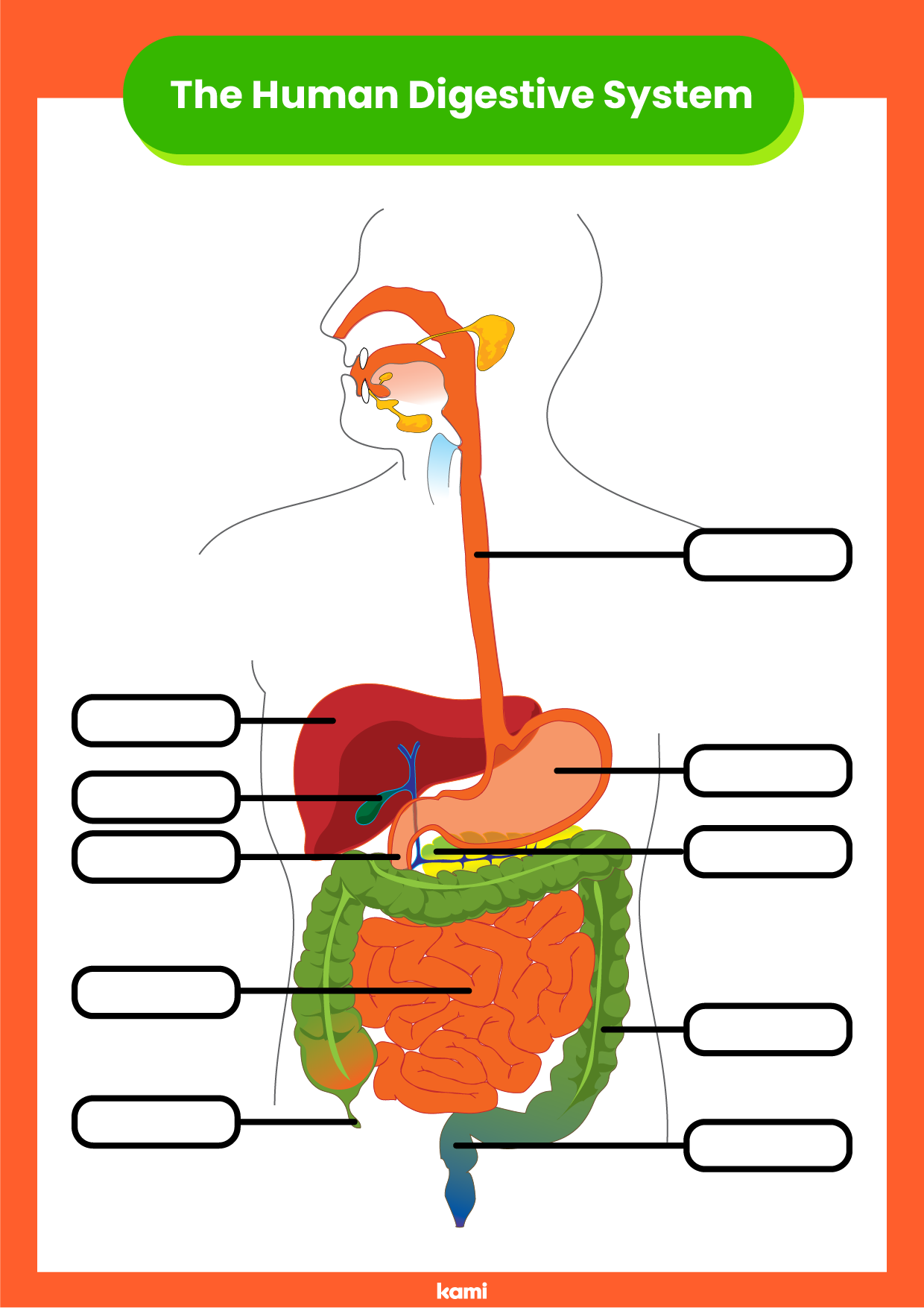 Digestive System Printable Worksheet