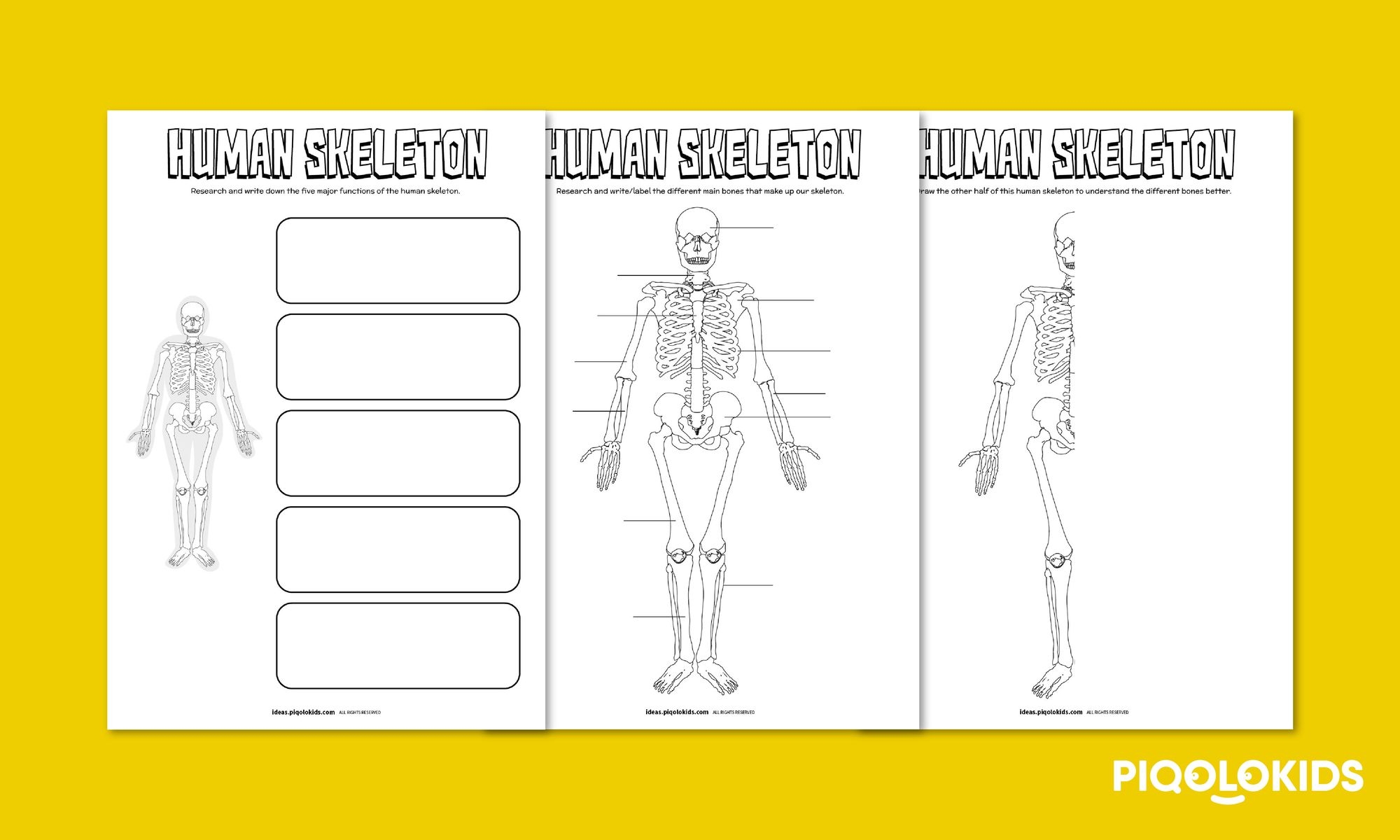Human Skeleton Printable Worksheet