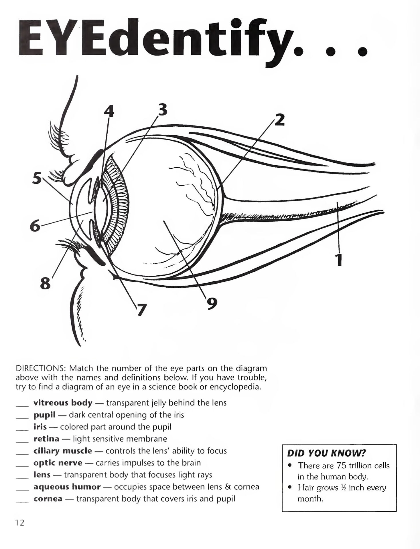 Printable Parts Of The Eye Worksheet