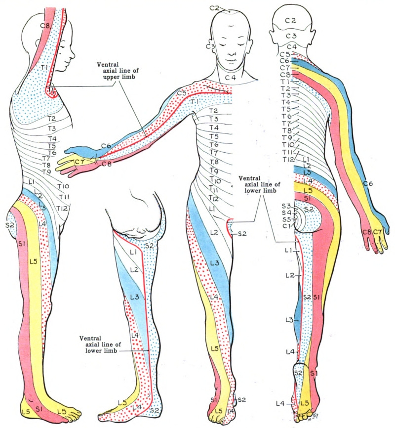 Printable Dermatome Map
