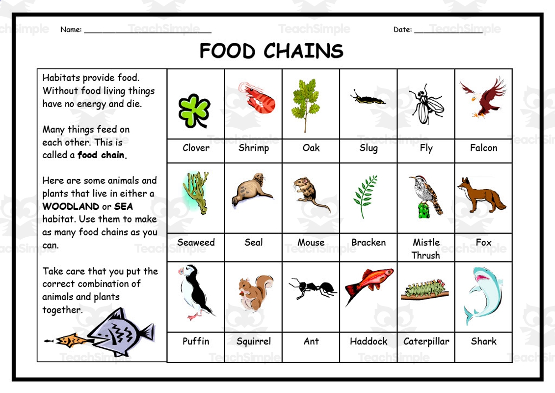 Food Chains Worksheet By Teach Simple
