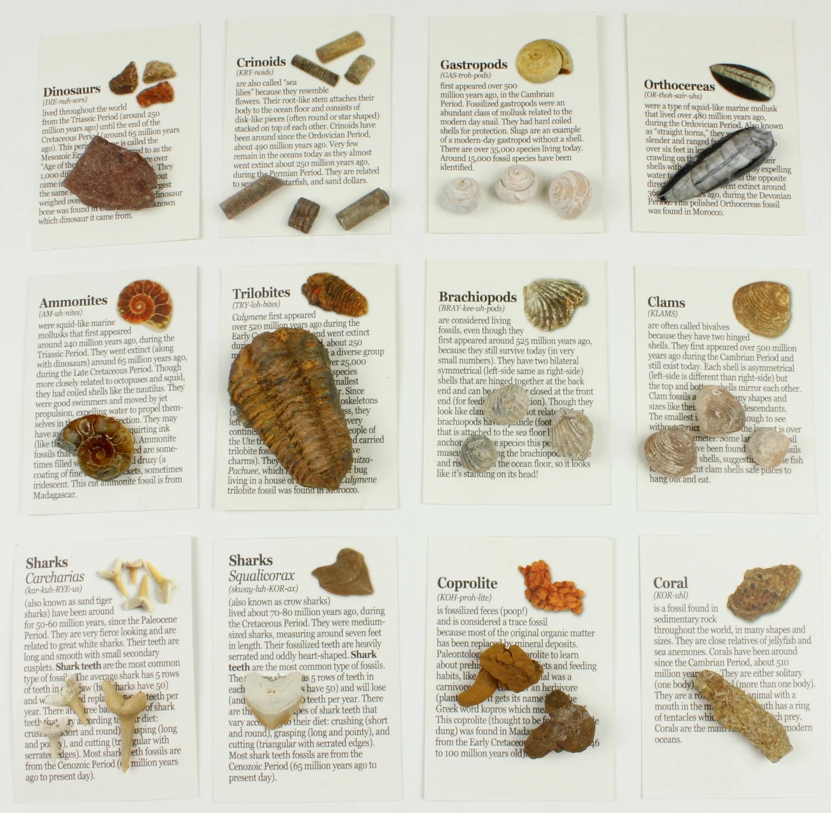 Printable Fossil Identification Chart