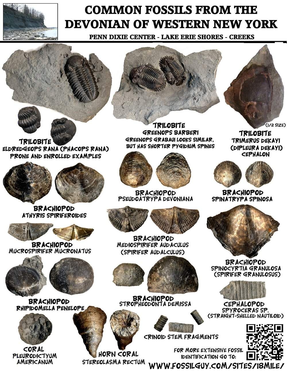 Printable Fossil Identification Chart