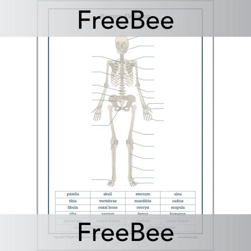 Human Skeleton Printable Worksheet