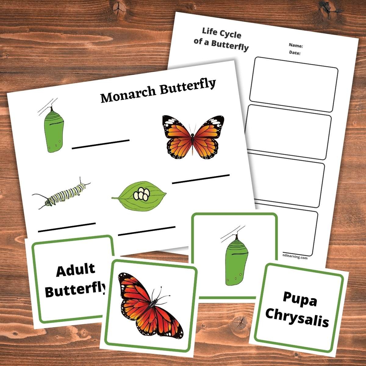 Butterfly Life Cycle Chart Printable