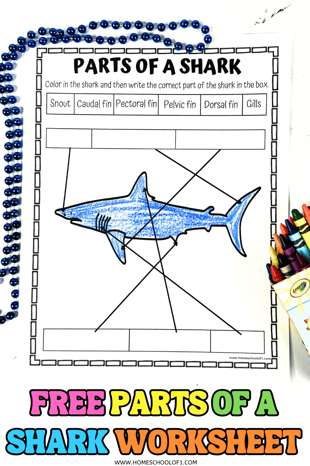 Printable Shark Worksheets Printable Shark Worksheets
