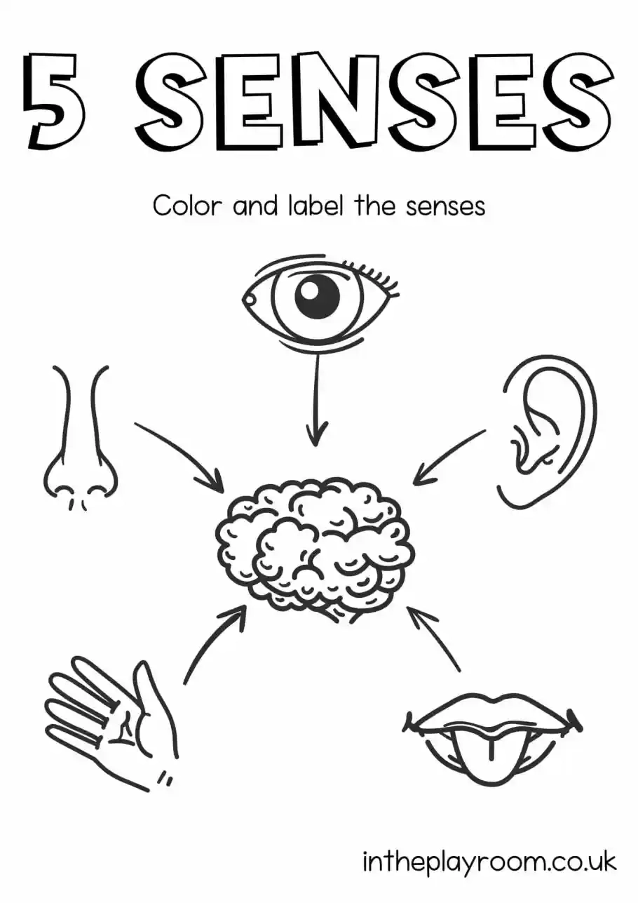 Printable 5 Senses Worksheet