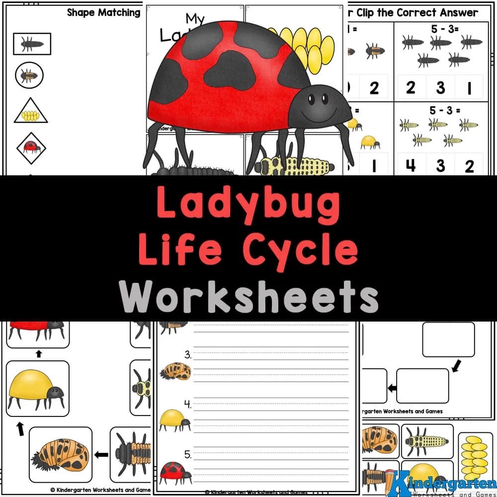 Printable Ladybug Life Cycle Worksheet