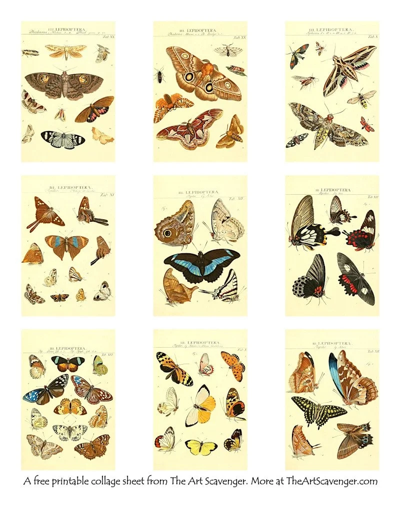 Free Vintage Butterfly And Moth Printables For Junk Journals And Mixed Media The Art Scavenger