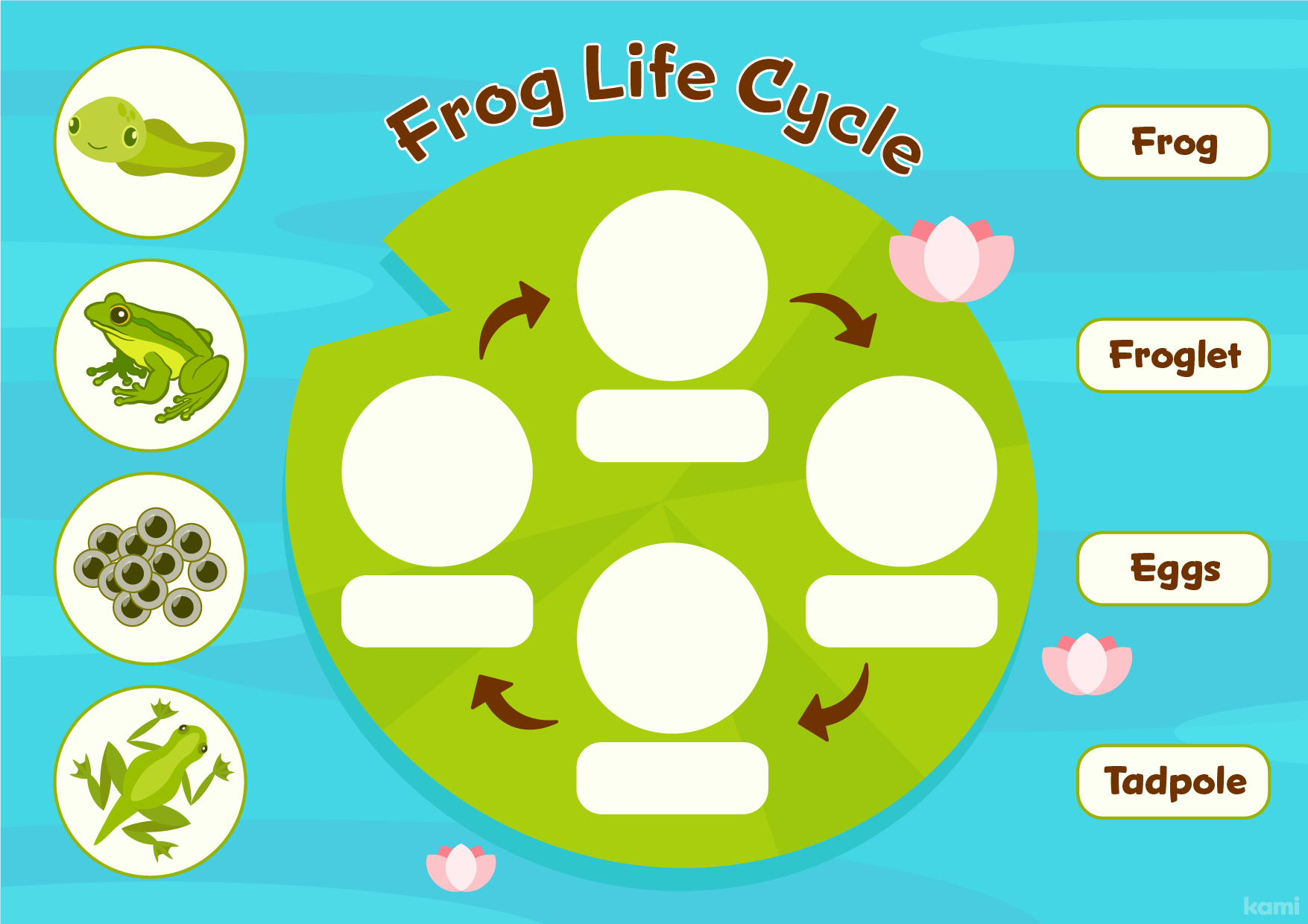 Frog Life Cycle For Teachers Perfect For Grades 3rd 4th Science Classroom Resources Kami Library