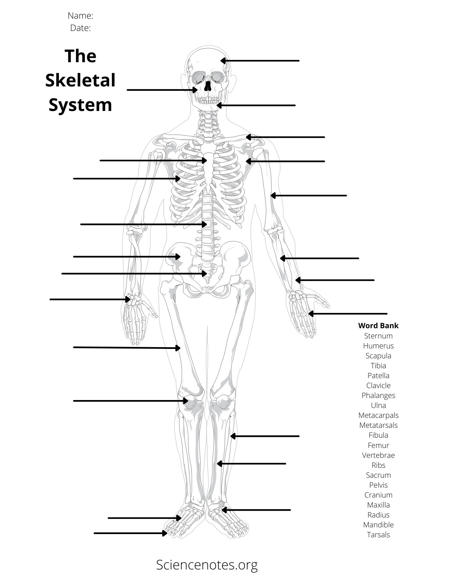 Printable Anatomy Labeling Worksheets Pdf