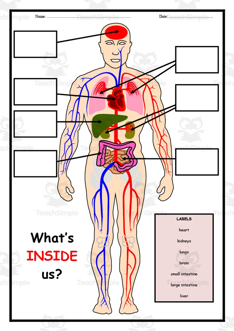 Printable Anatomy Labeling Worksheets Pdf