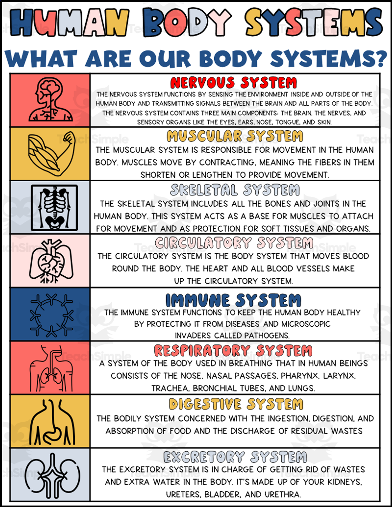 Body Systems Printable Worksheets