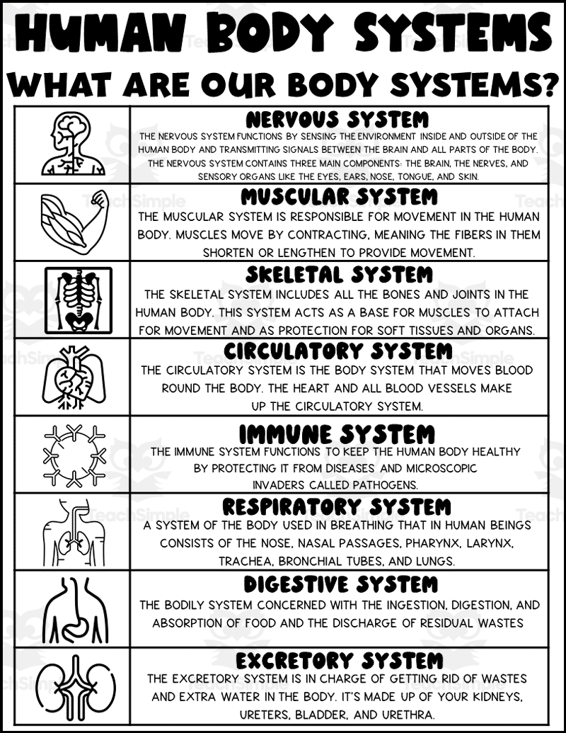 Body Systems Printable Worksheets