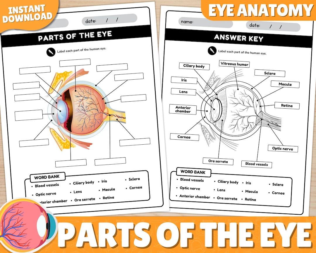 Human Eye Parts Labeling Worksheet Anatomy Of The Eye Parts Of The Human Eye Worksheets Instant Download Printable PDF Etsy