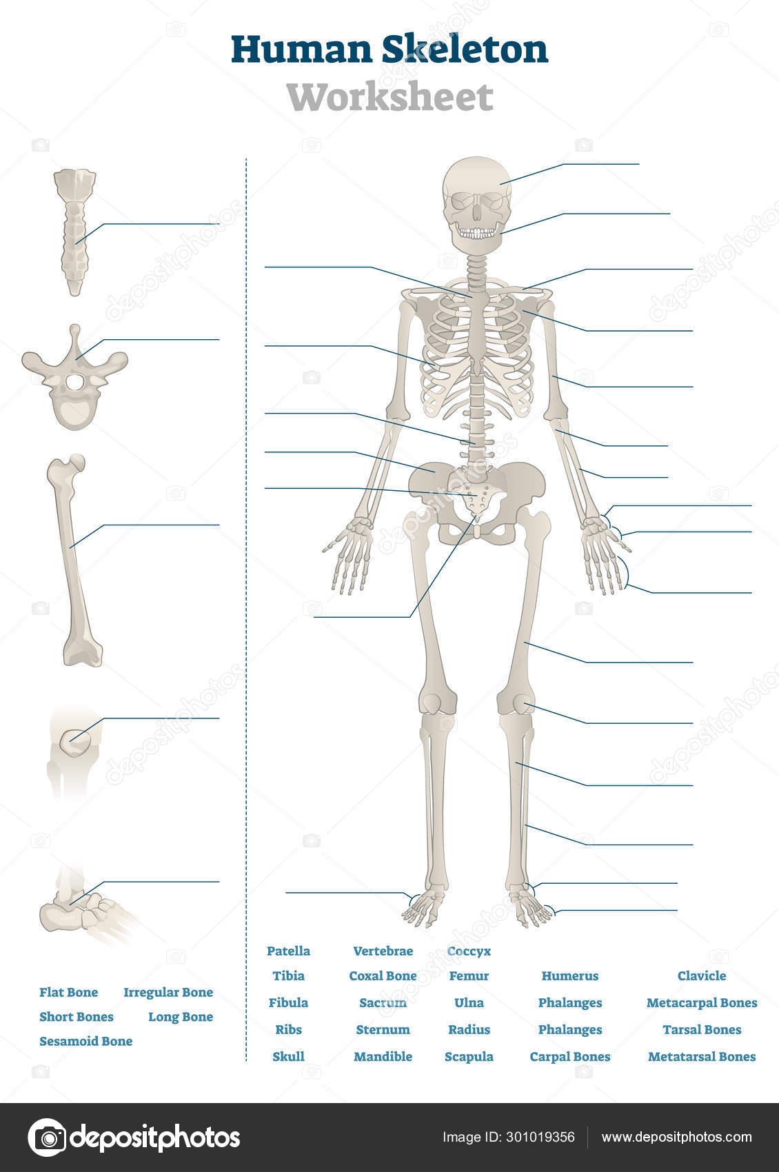 Human Skeleton Worksheet Vector Illustration Blank Educational 