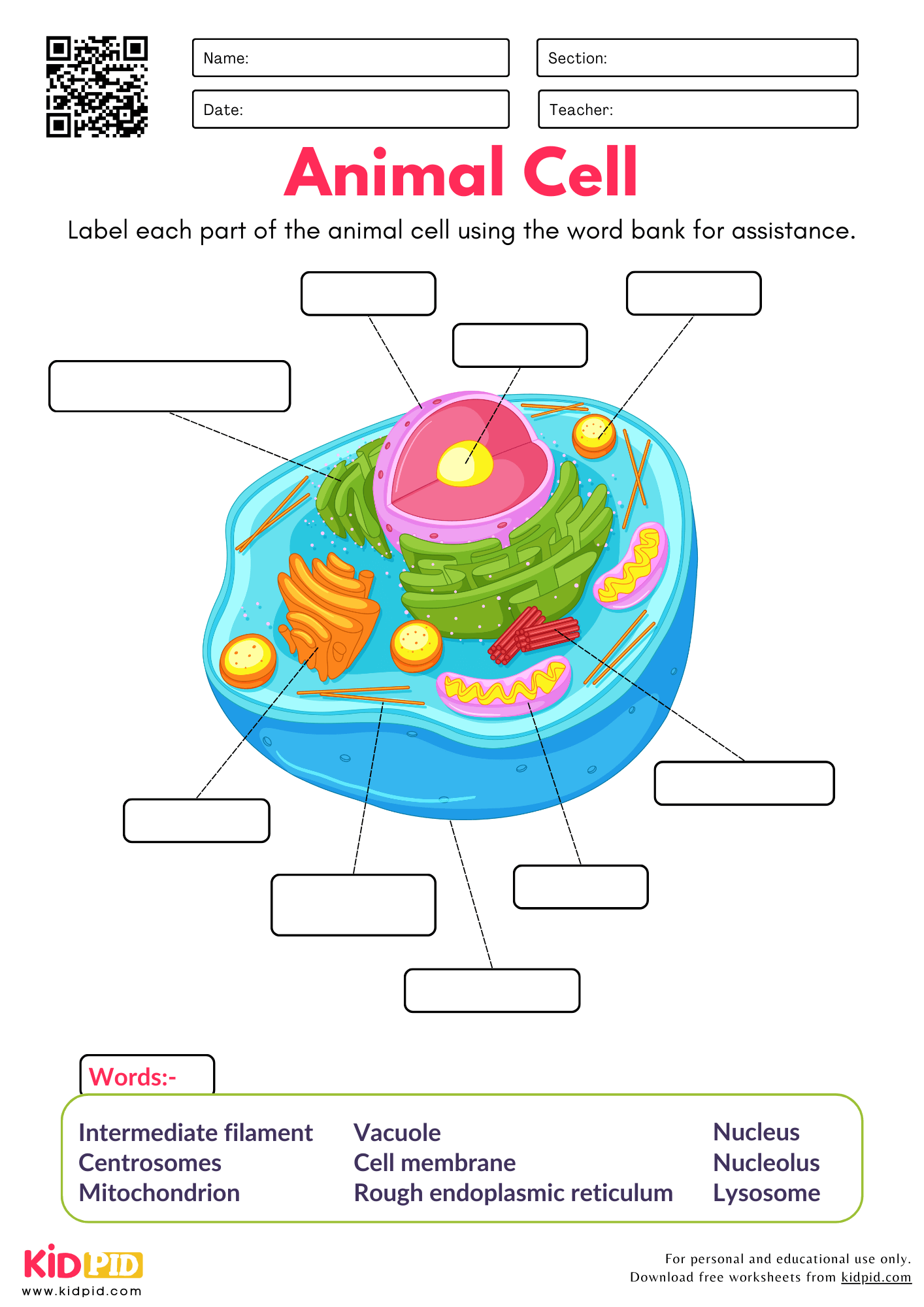 Free Printable Animal Cell Worksheets