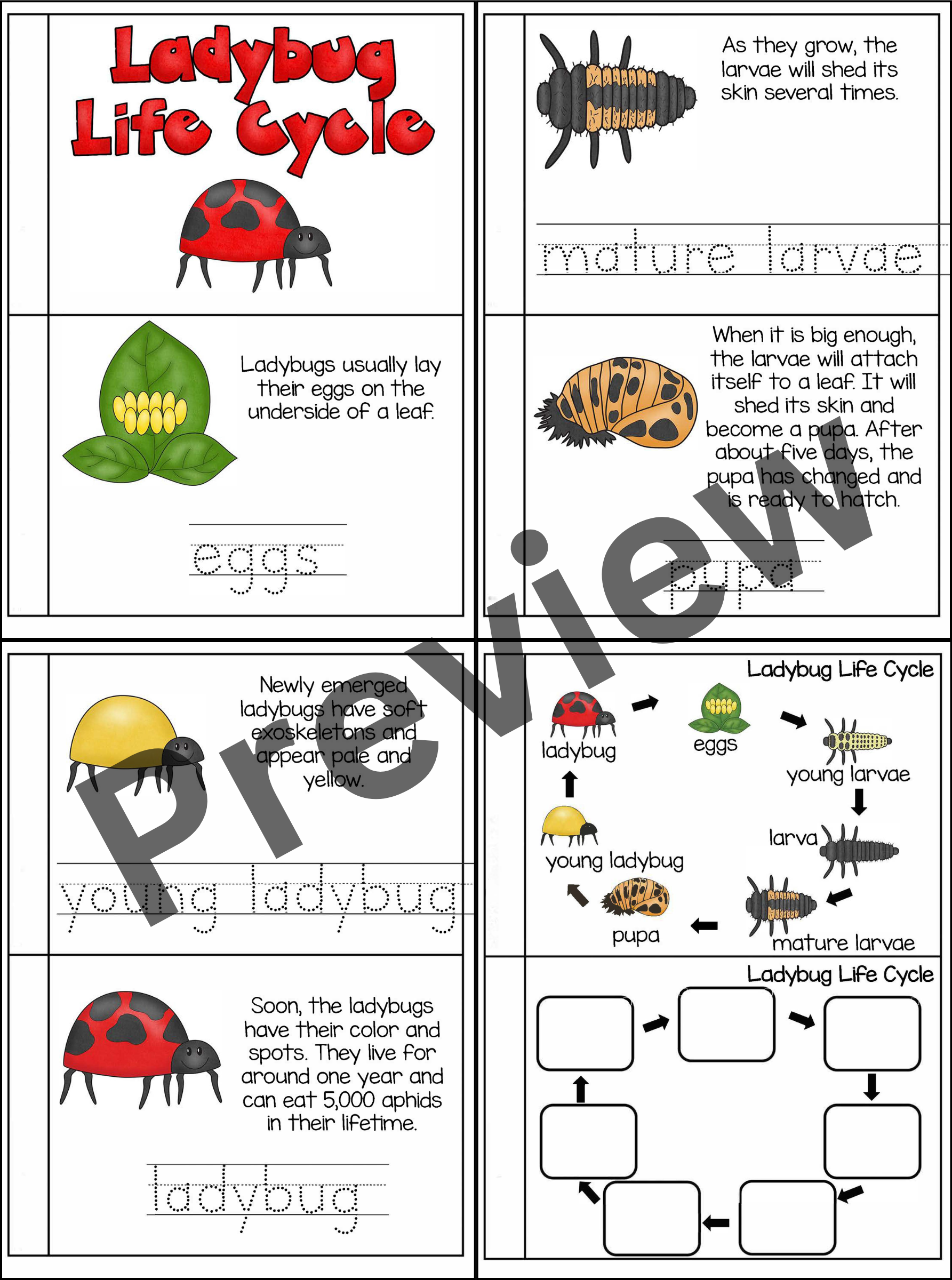 Printable Ladybug Life Cycle Worksheet