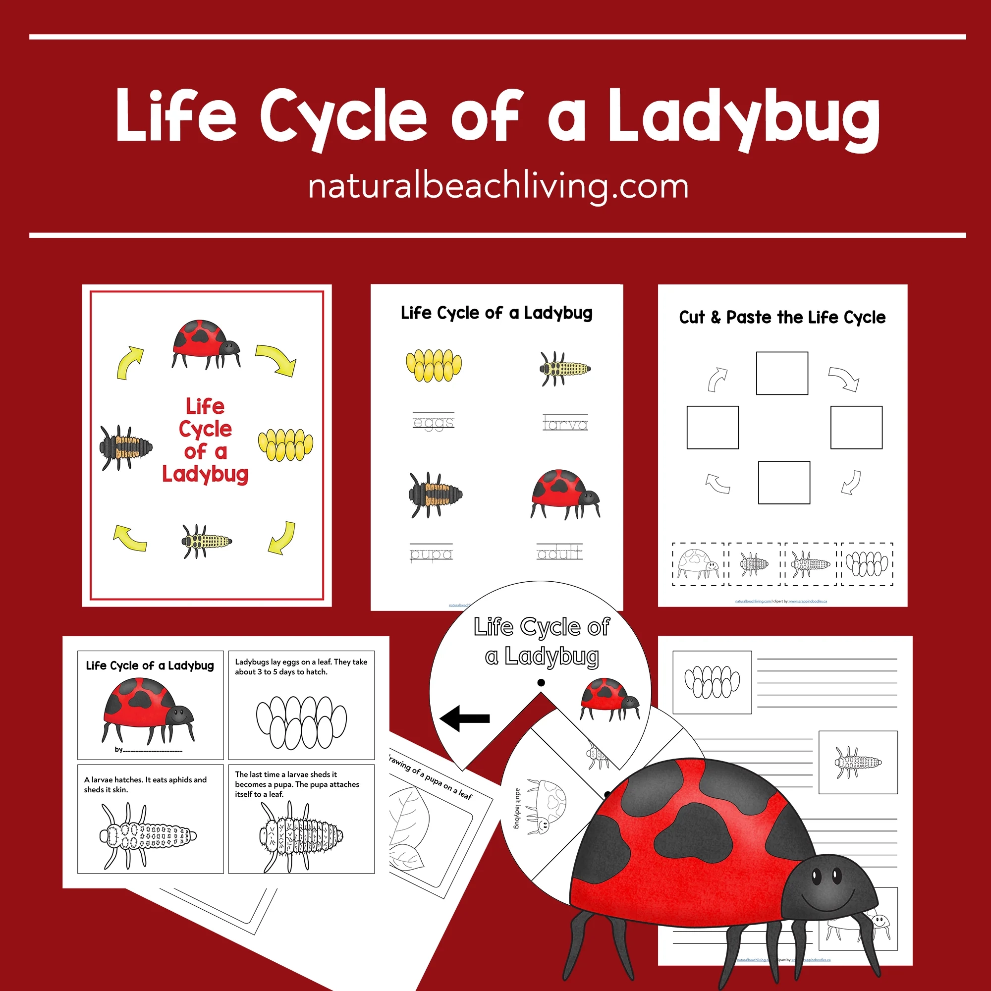 Ladybug Life Cycle Worksheets And Activities Shop Natural Beach Living