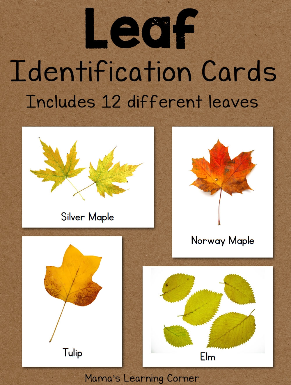Leaf Identification Cards Mamas Learning Corner