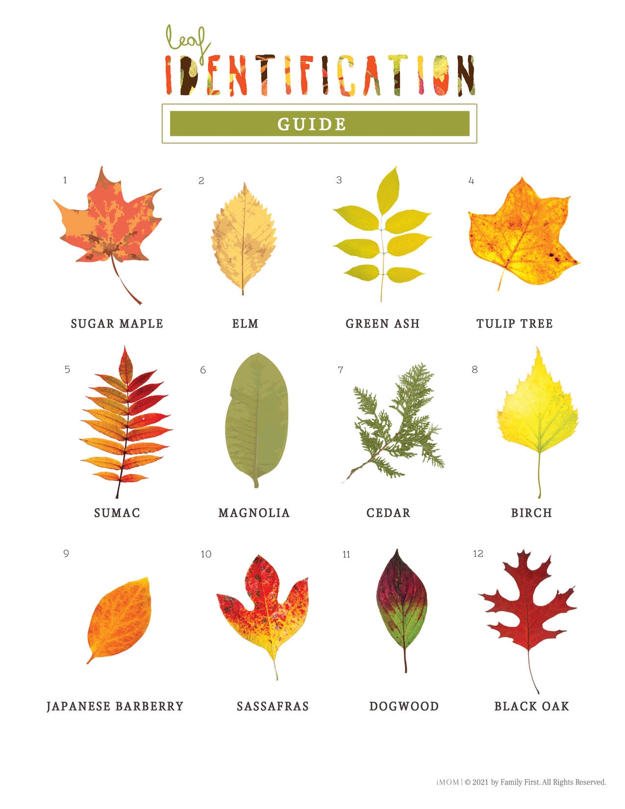 Printable Leaf Identification Chart