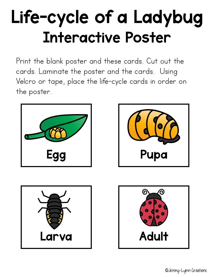 Life Cycle Of A Ladybug Made By Teachers