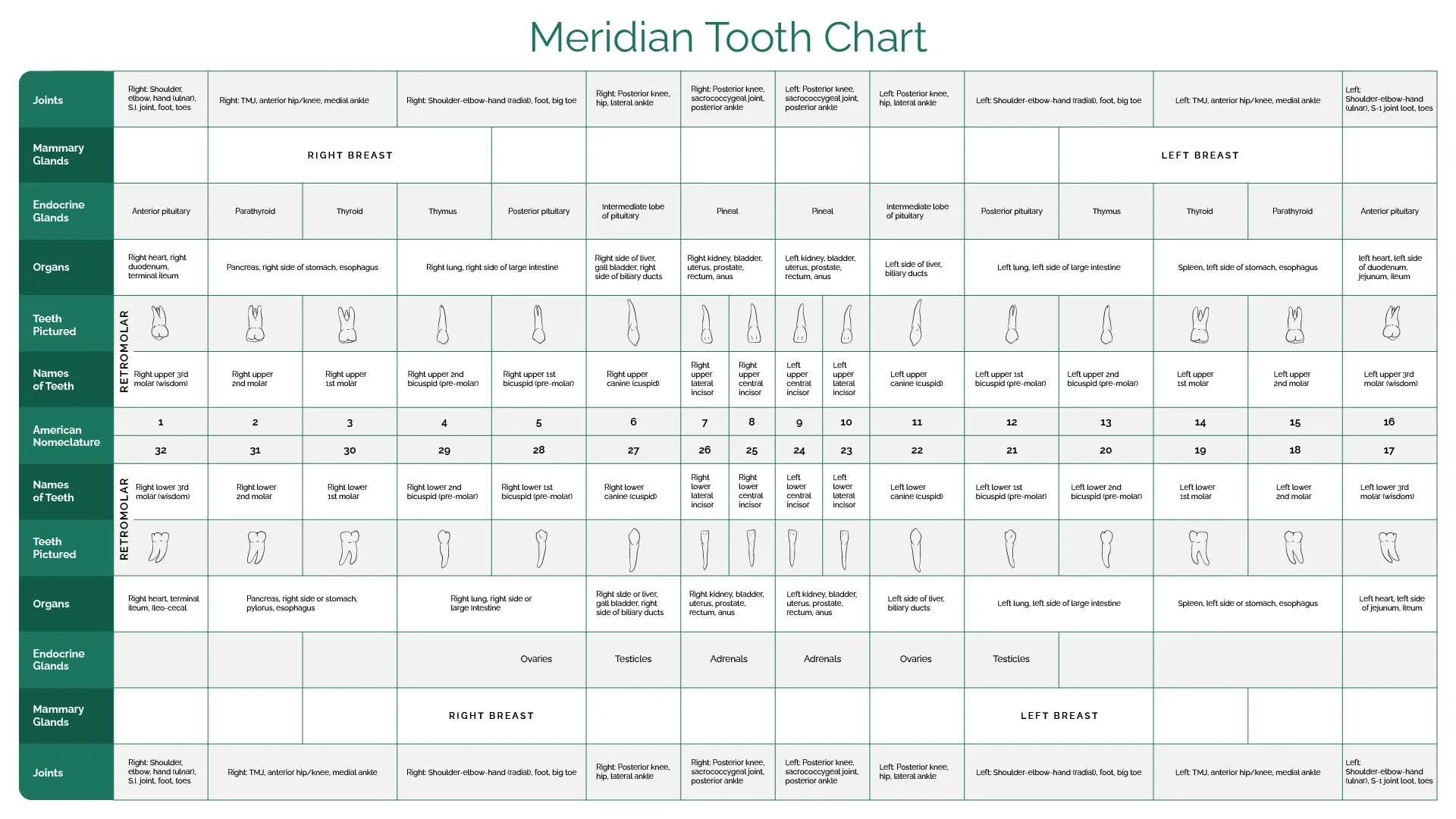 Meridian Tooth Chart Wisconsin s 1 Biological Holistic Dentist