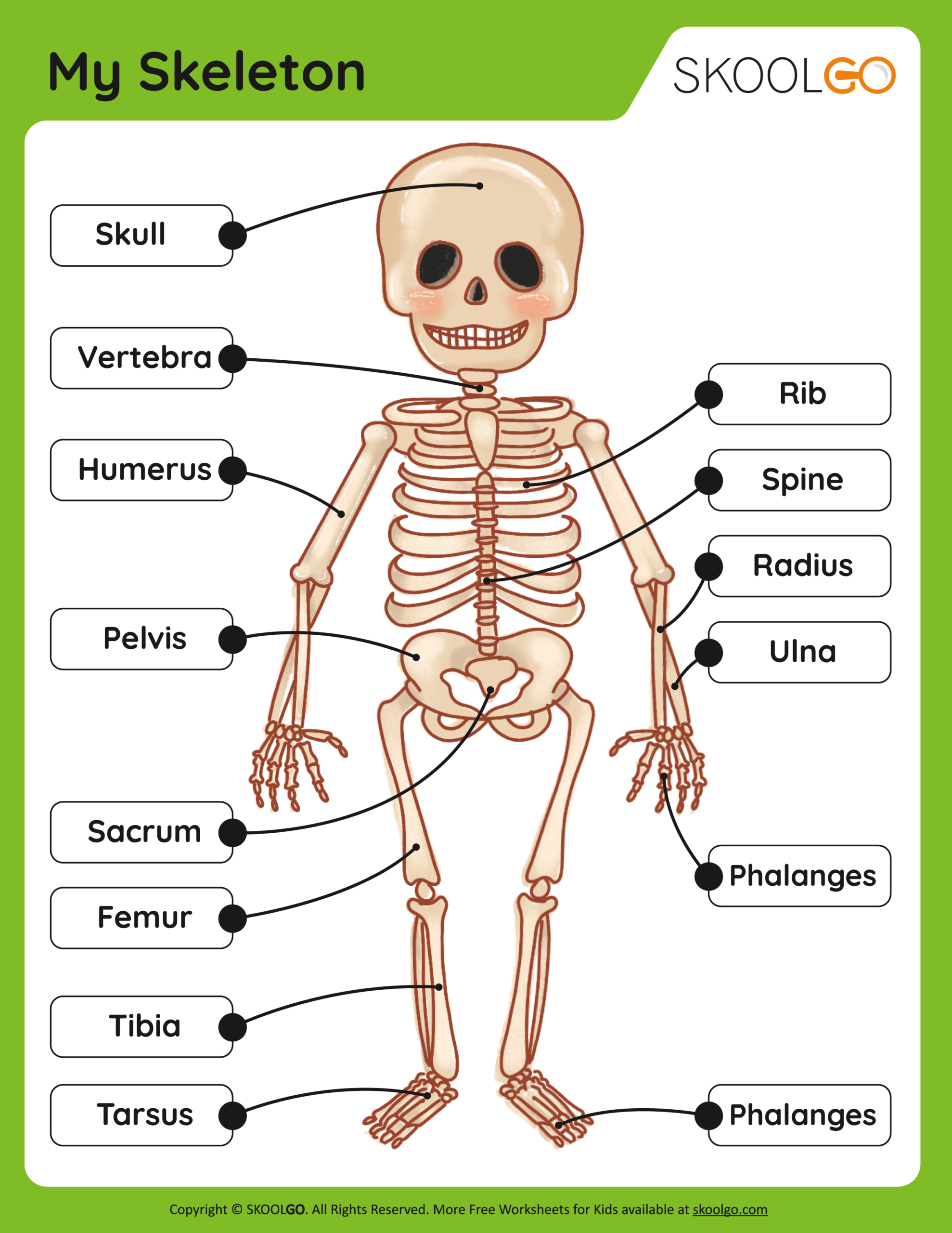 Free Printable Skeletal System Worksheets