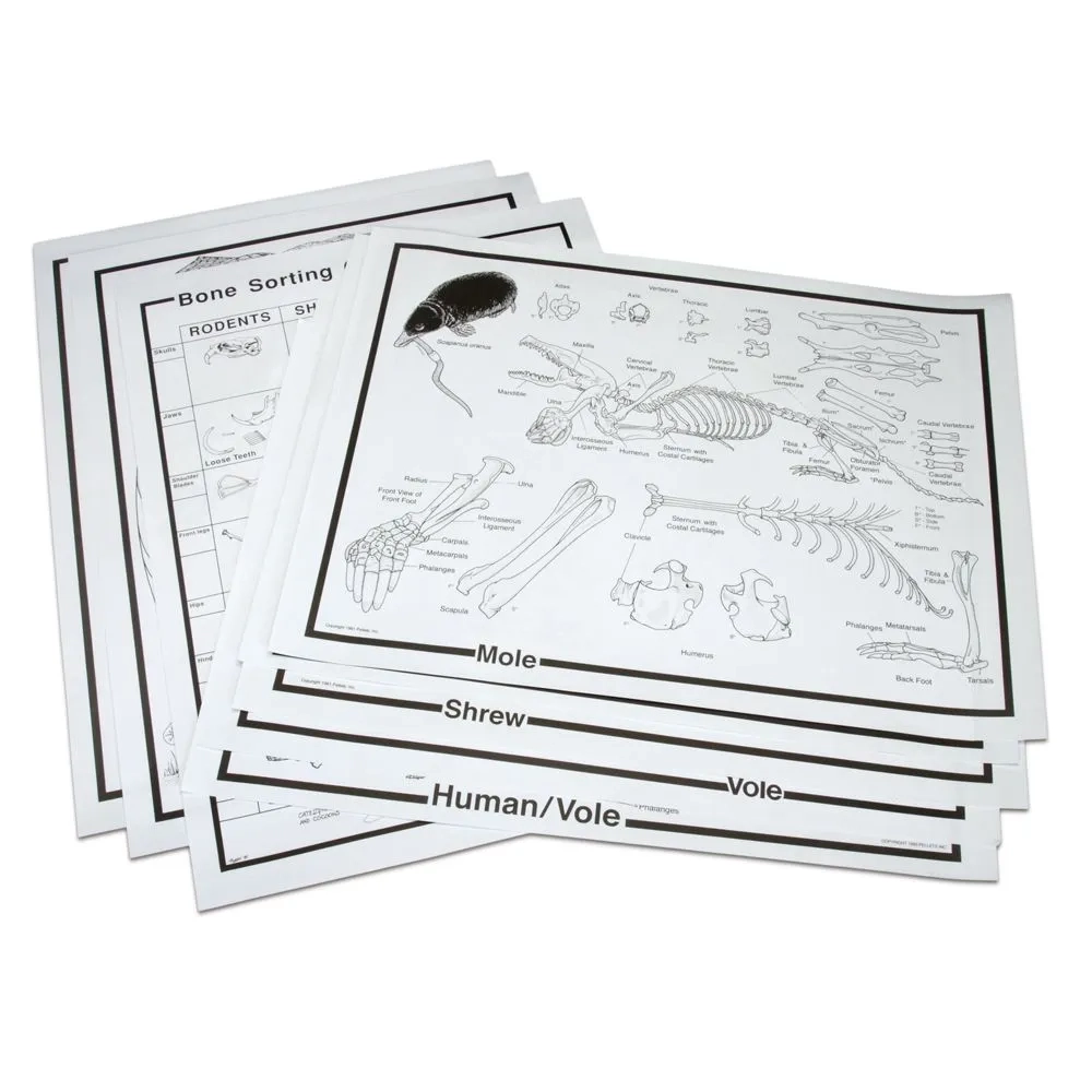 Owl Pellet Chart Set Carolina Biological Supply