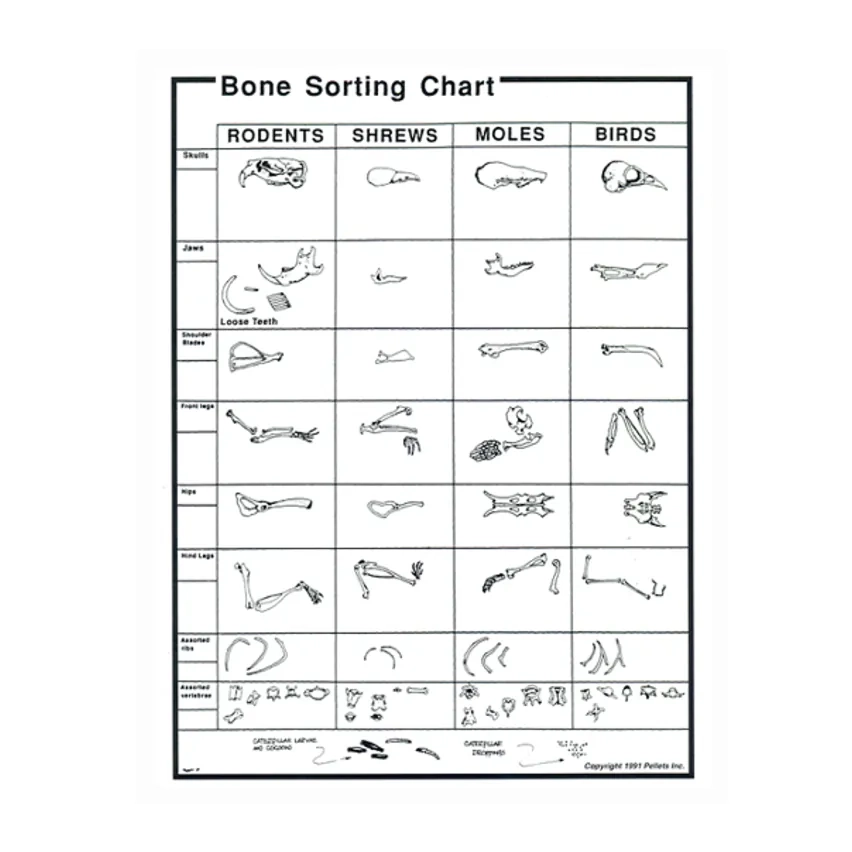 Owl Toys Owl Pellet Bone Chart Disect It