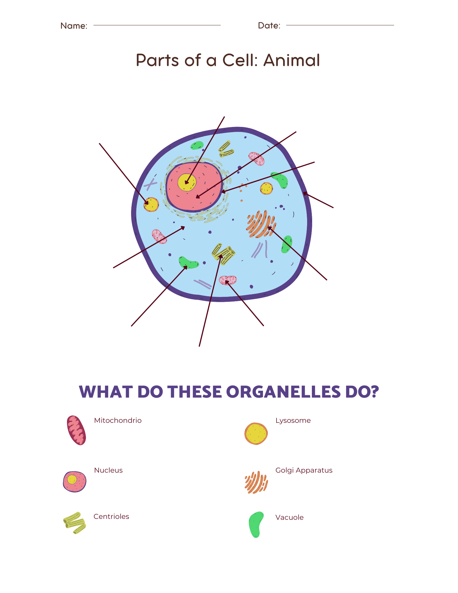 Animal Cell Printable Worksheet Animal Cell Printable Worksheet