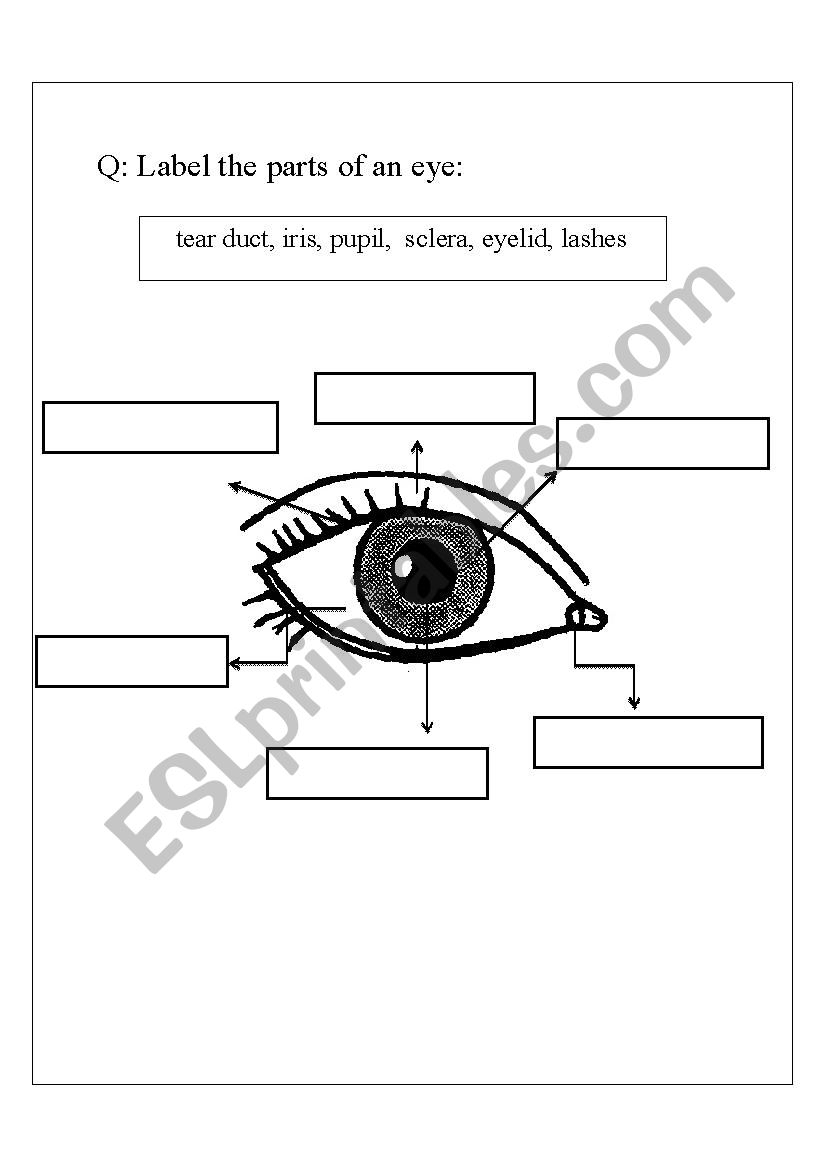 Parts Of An Eye ESL Worksheet By Step2eternity