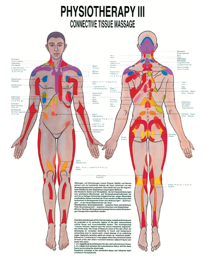 Physiotherapy III Connective Tissue Massage Anatomical Chart Osta International