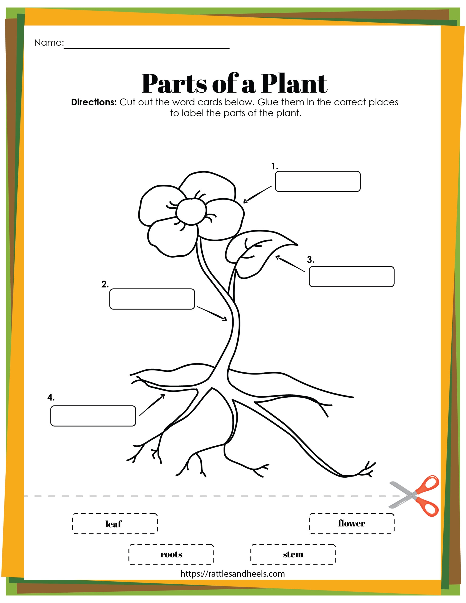 Free Printable Plant Life Cycle Worksheets