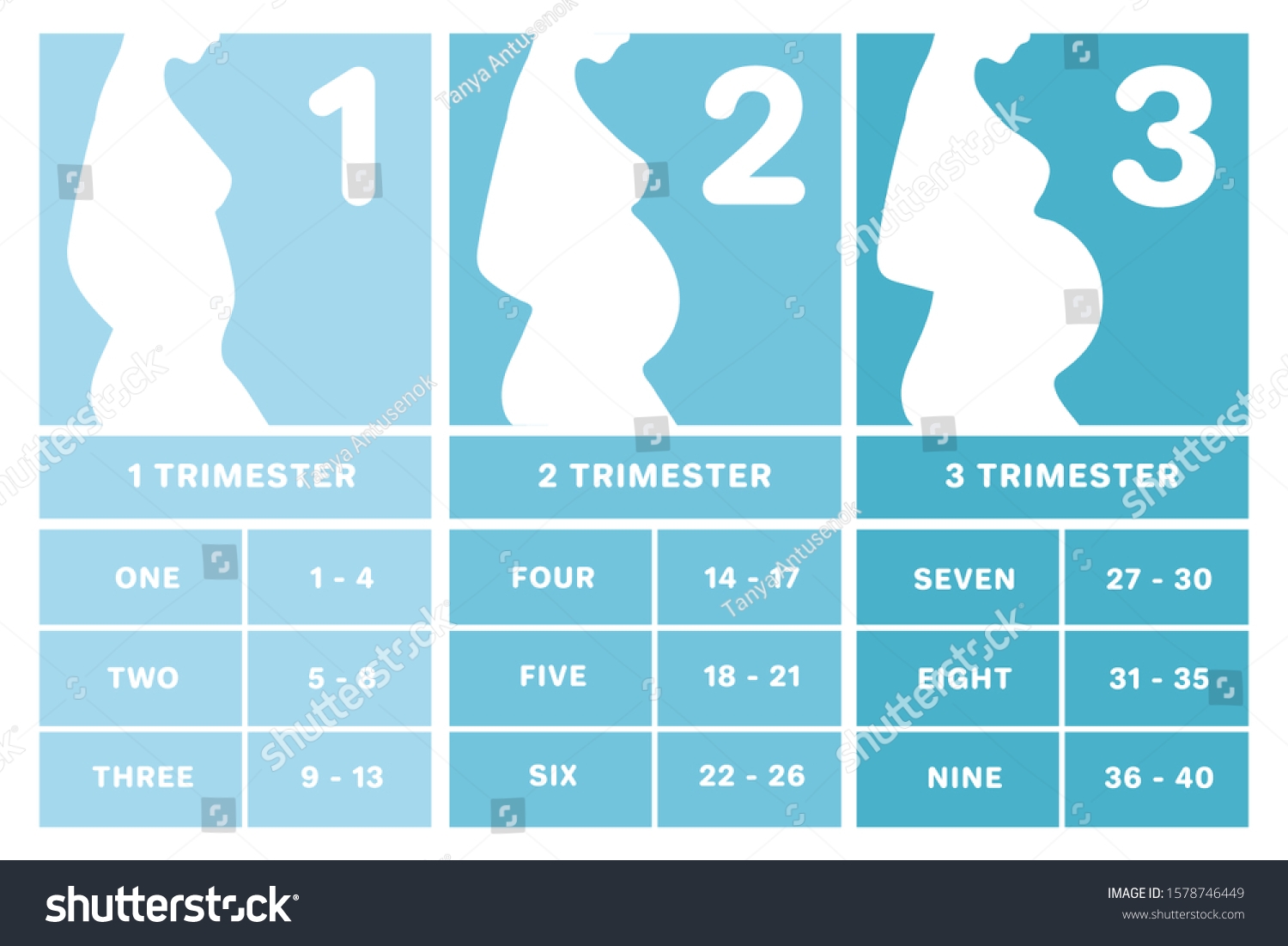 Pregnancy Calendar By Weeks Months Trimesters Stock Vector Royalty Free 1578746449 Shutterstock