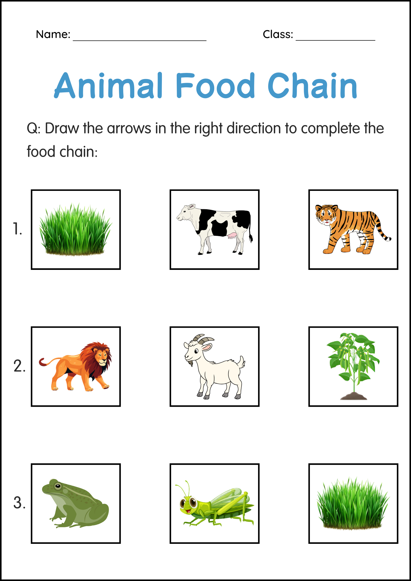 Free Printable Food Chain Worksheets