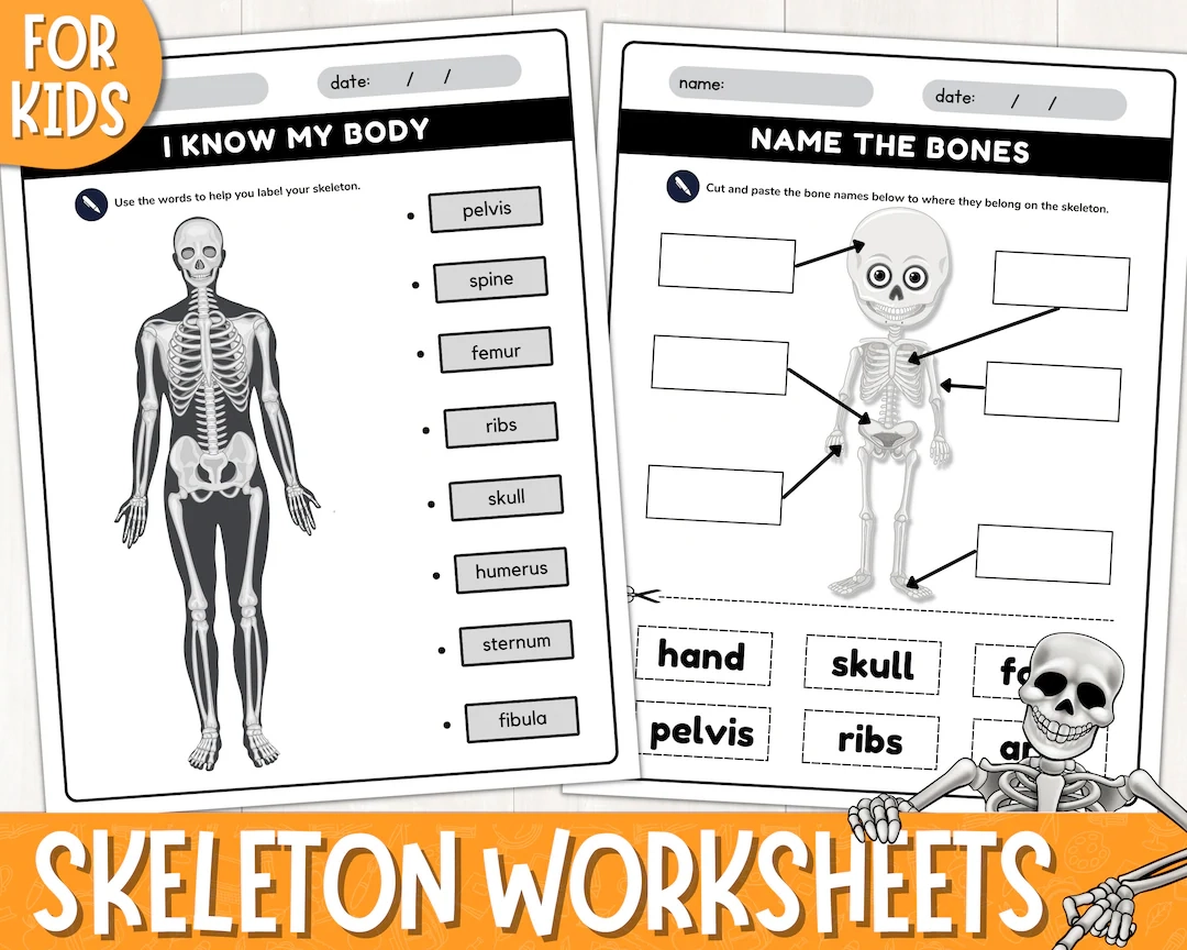 Printable Human Skeleton Labelling Worksheets Label The Bones Activity Skeletal System Label The Human Skeleton System PDF Etsy