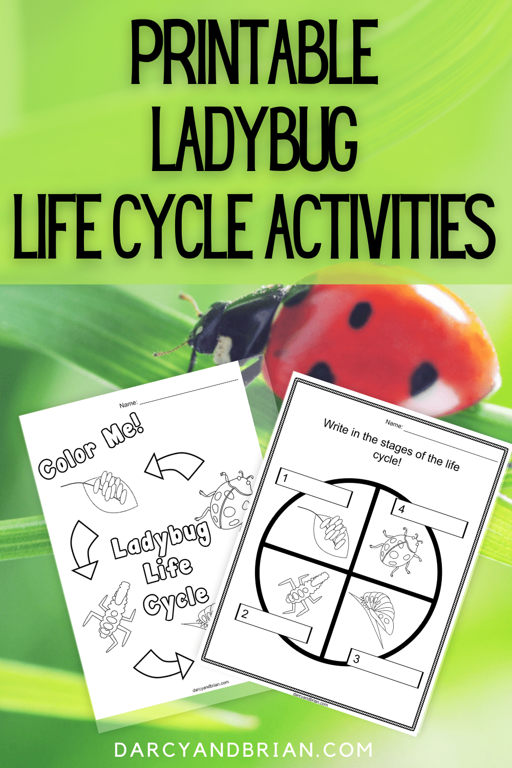 Printable Ladybug Life Cycle Worksheets And Activities For Young Children