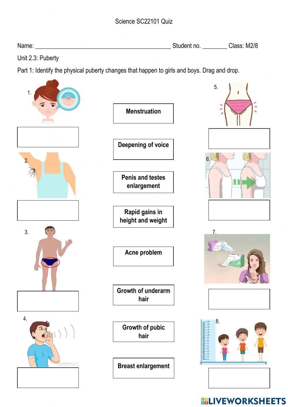 Puberty Free Interactive Worksheets 1379770