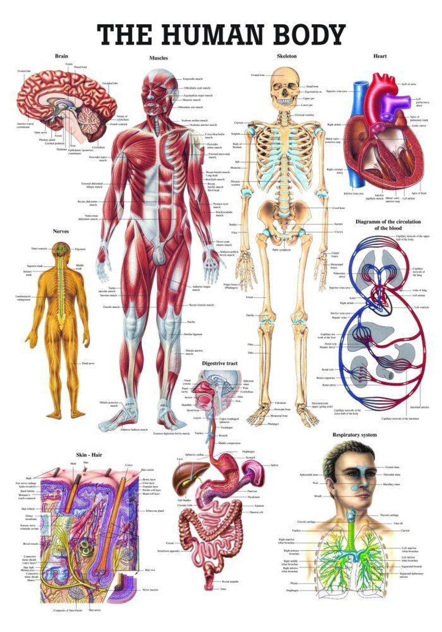 Rudiger Anatomie The Human Body Laminated Anatomy Chart Anatomy Warehouse