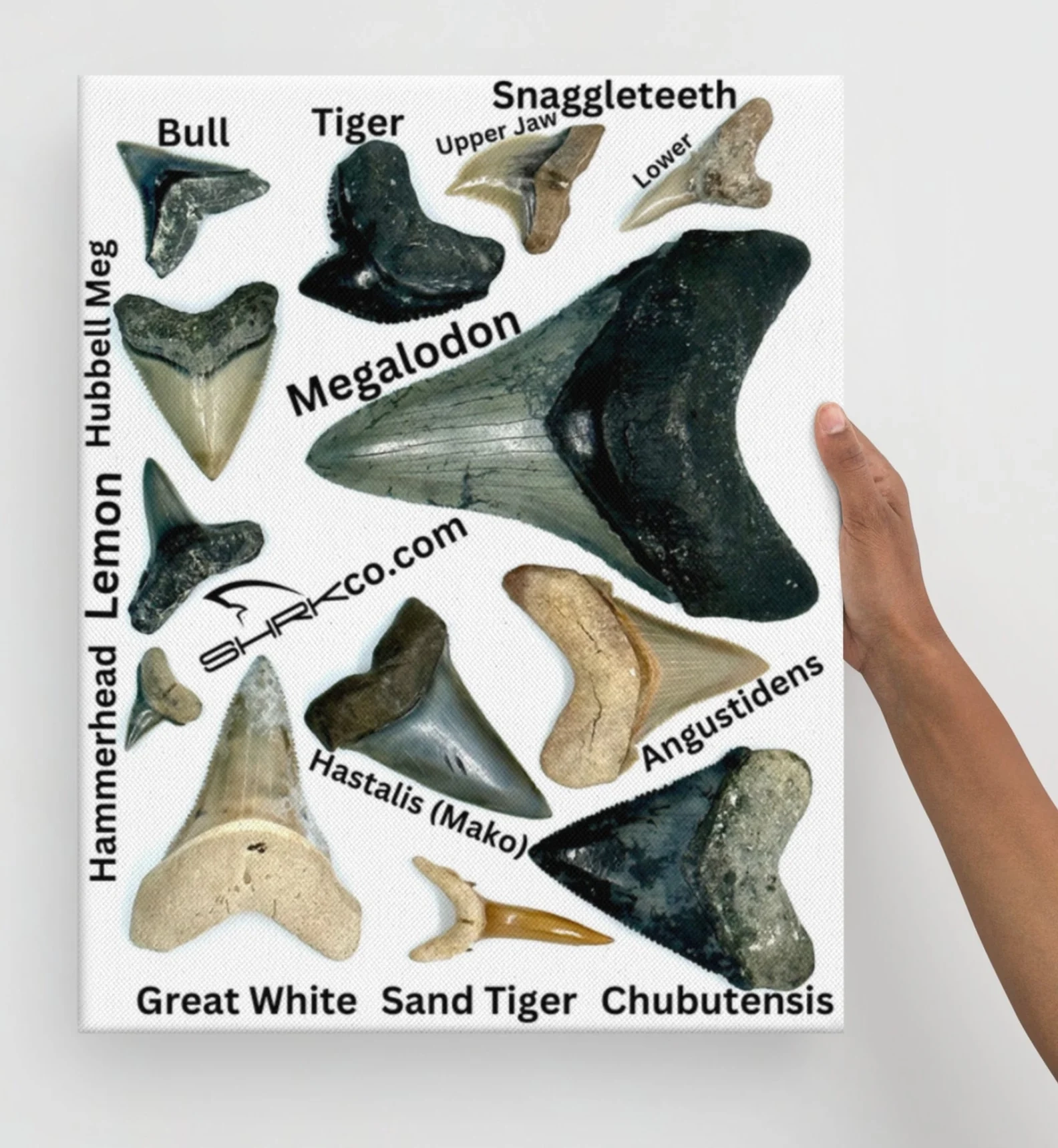 Shark Tooth Fossil Identification Chart Canvas Print SHRKco LLC