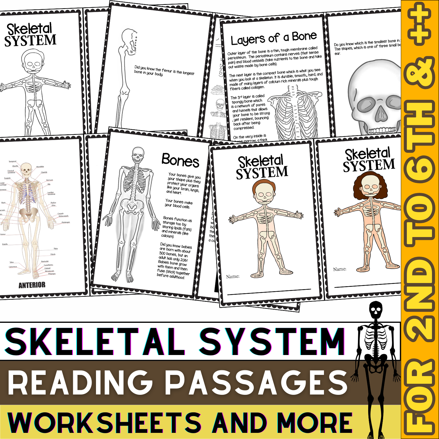 Skeletal System Activities Passages U0026 Worksheets Skeleton Unit 