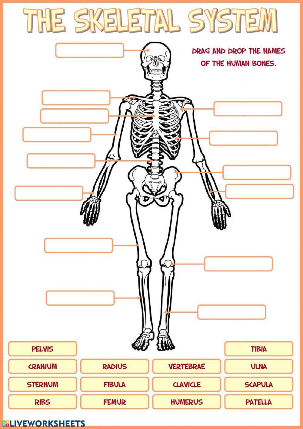 Skeletal System LiveWorksheets 56003