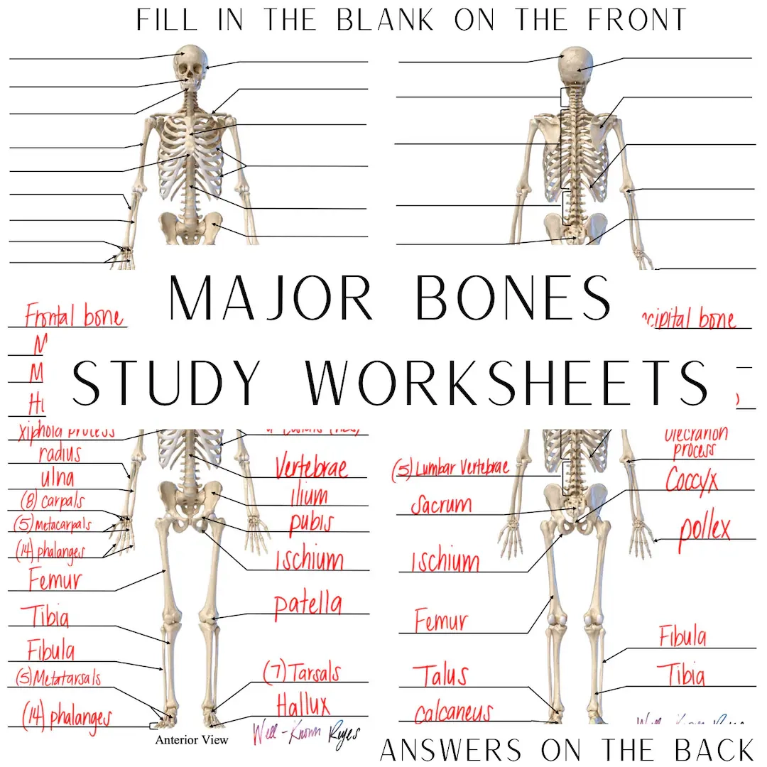 Free Printable Skeletal System Worksheets