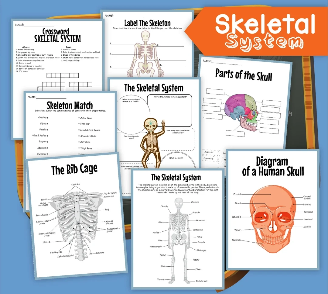 Skeletal System Skeleton Human Skeleton Digital Download Instant Download Kid s Worksheet STEM Worksheets Skeletons Etsy