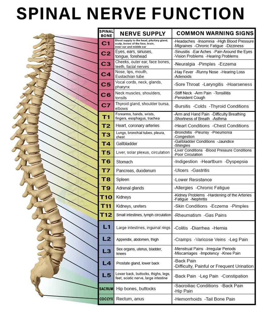Spinal Nerve Chart Arch Advanced Pain Management